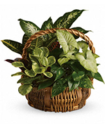 Emerald Garden Basket